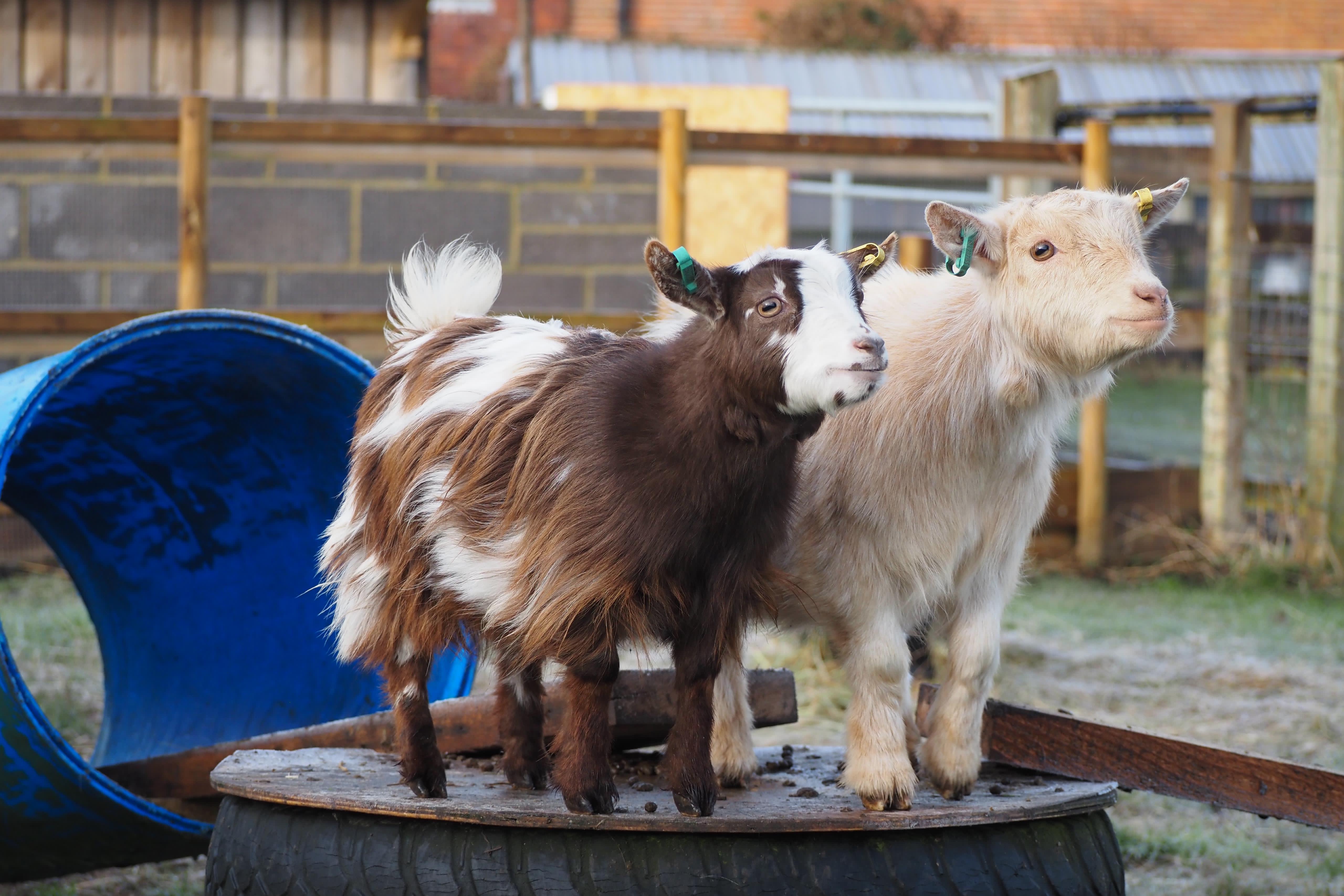 Two pygmy goats taking part in the agility course experience at Little Goats at Brockenhurst.