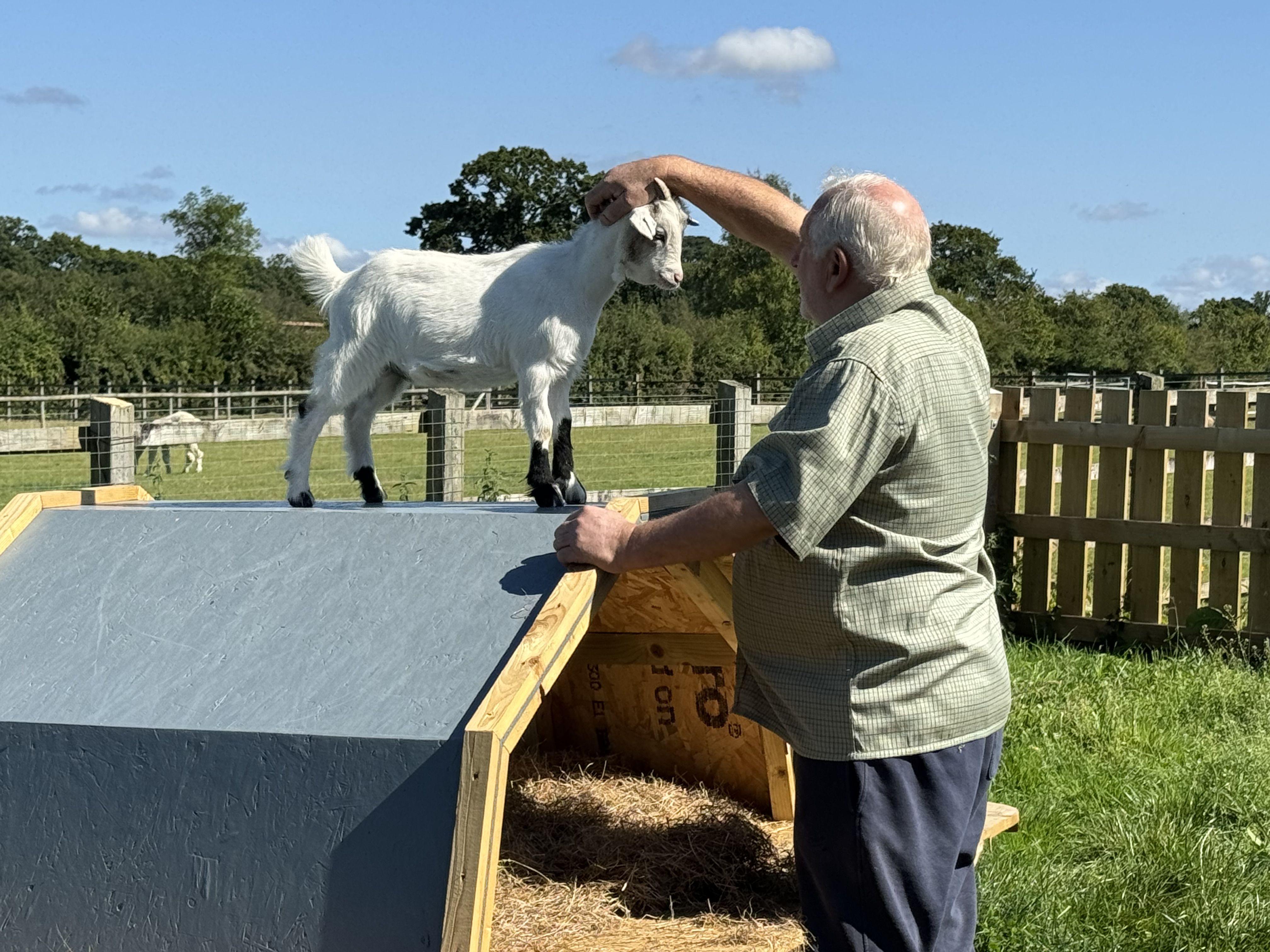 Man petting and playing with goats as part of the Little Goats at Brockenhurst pygmy goat experience.