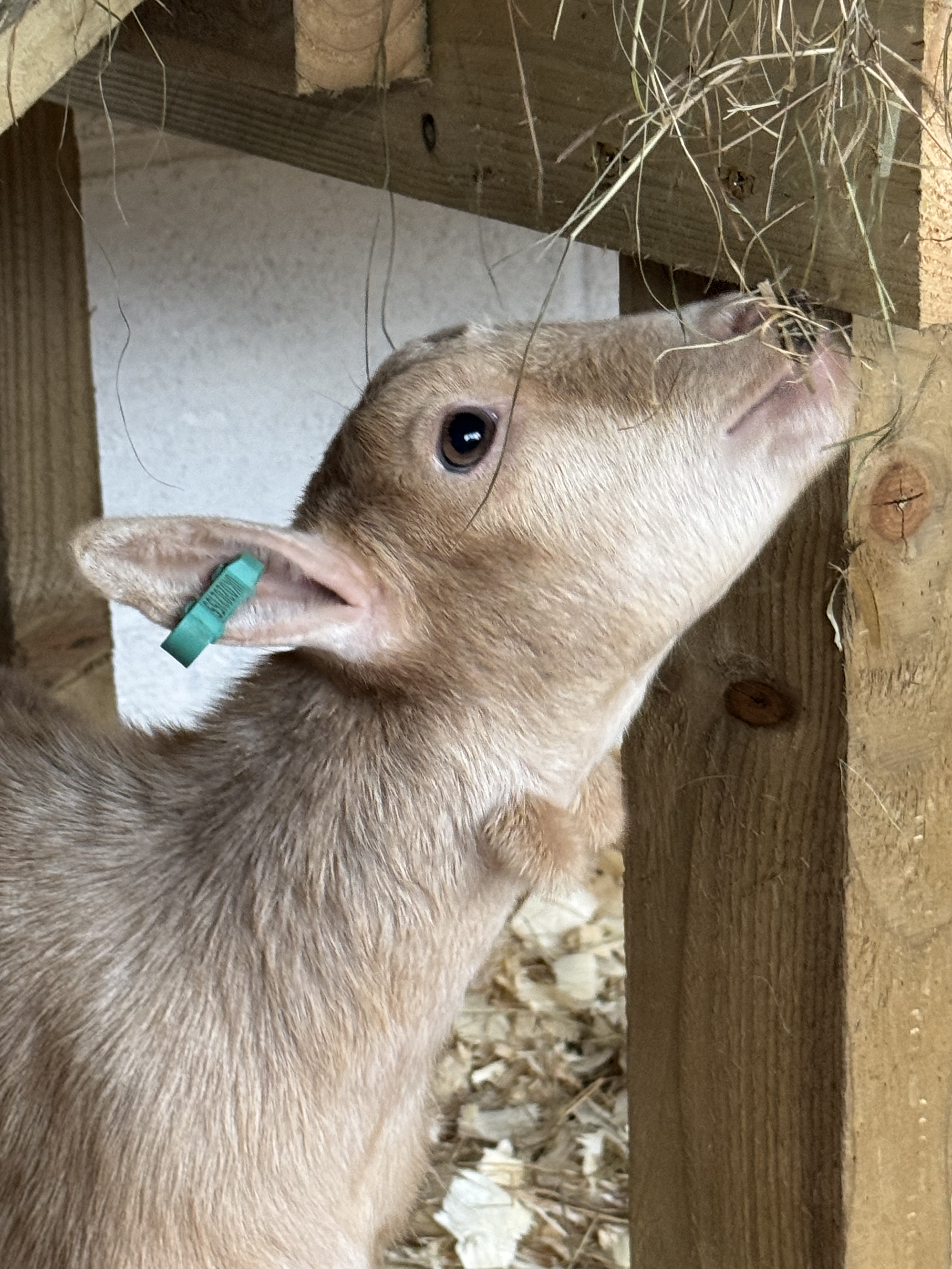 Pygmy goat eating straw in Brockenhurst.