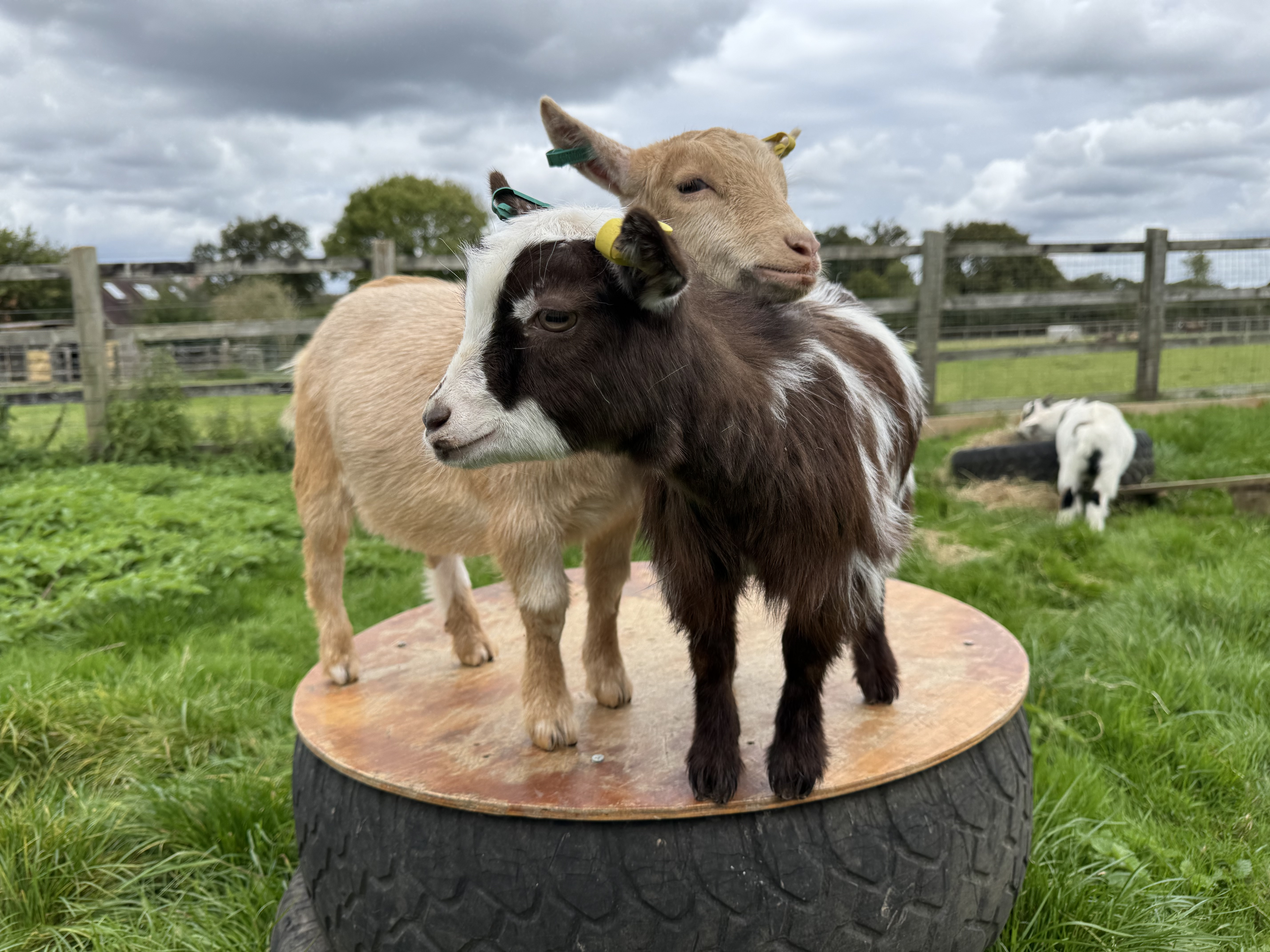 Two pygmy goats hugging in Brockenhurst at Little Goats at Brockenhurst