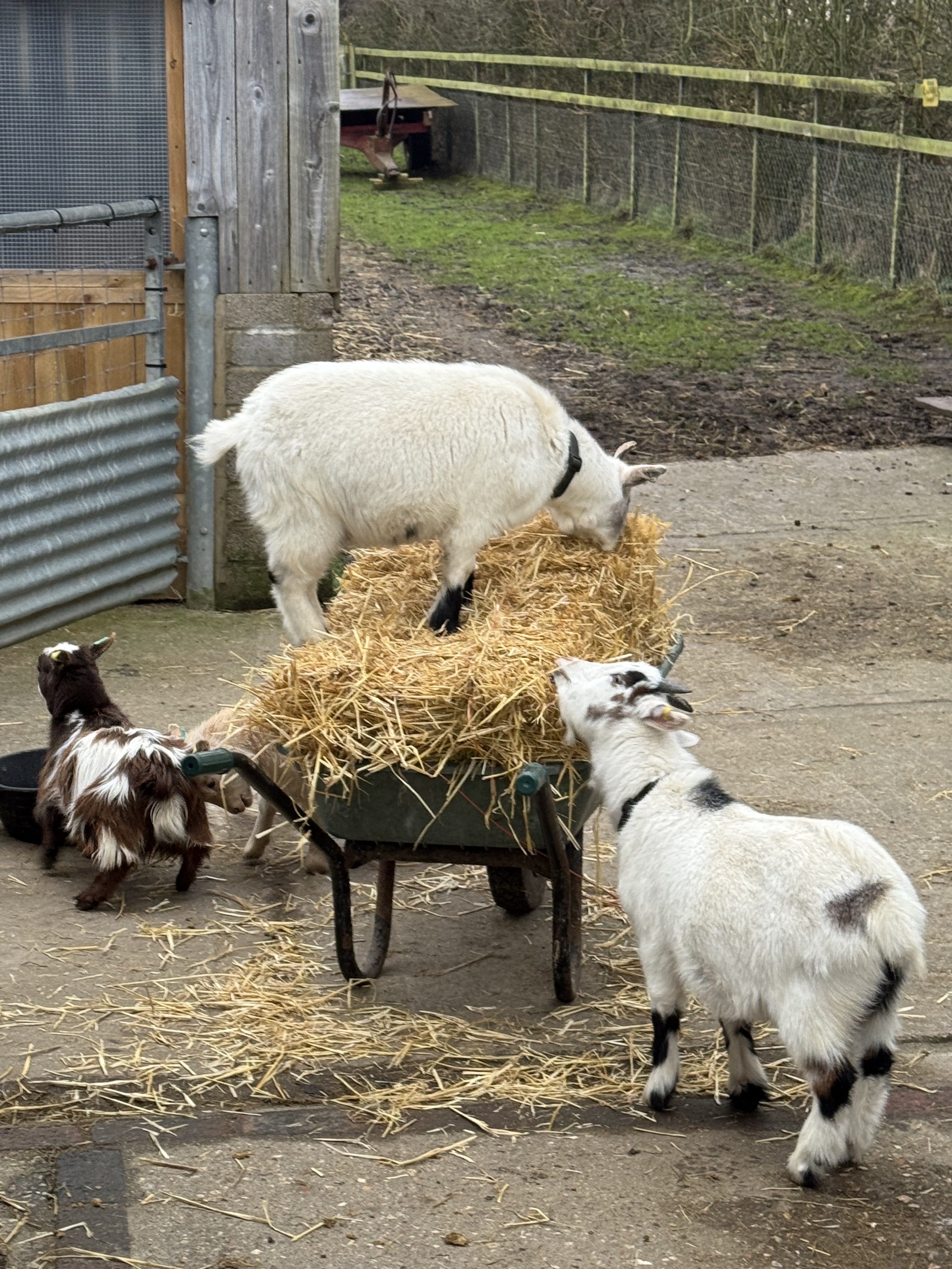 Three pygmy goats playing with straw and a wheelbarrow in the New Forest