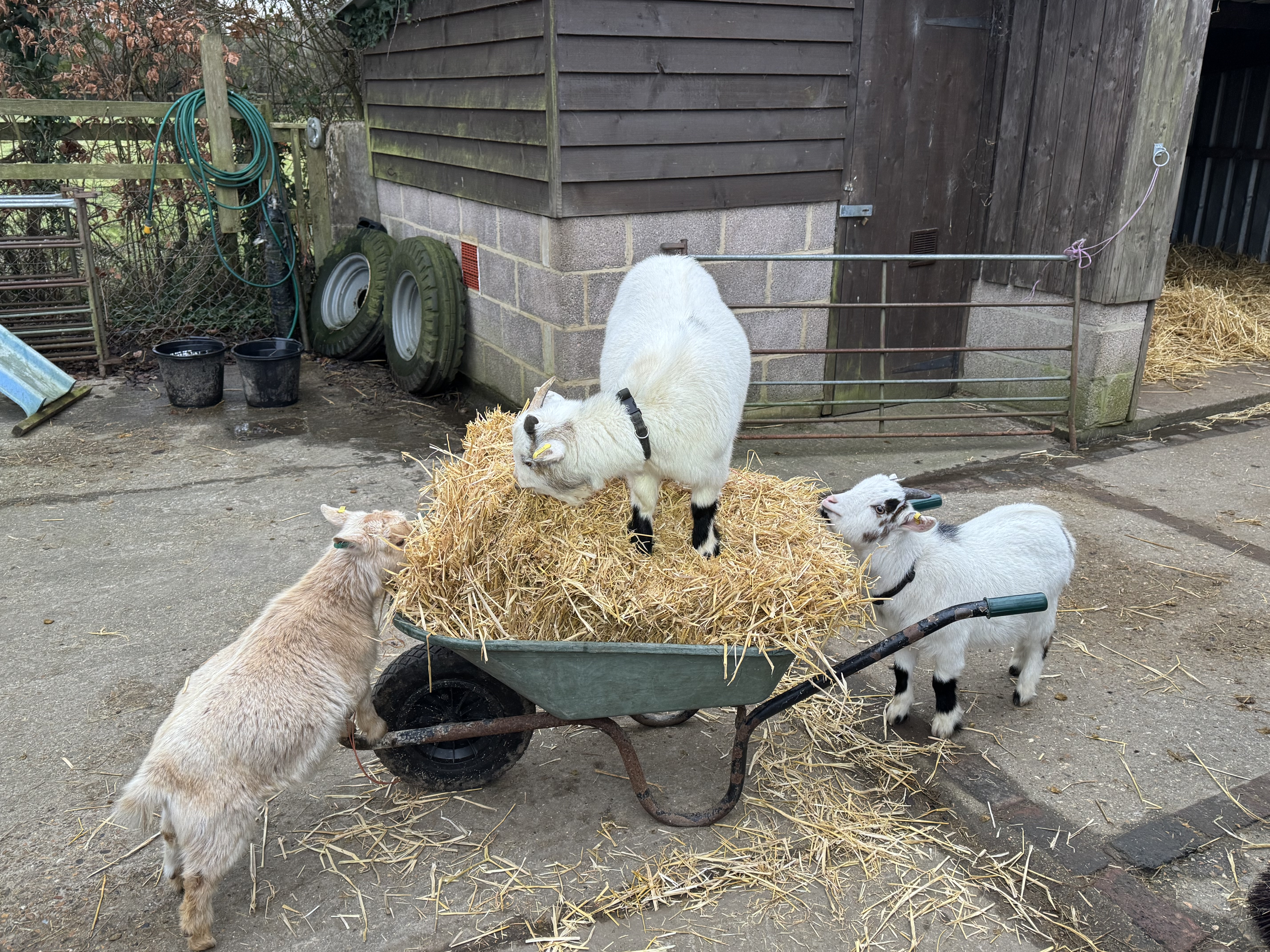 Three goats playing with straw and a wheelbarrow in the New Forest.