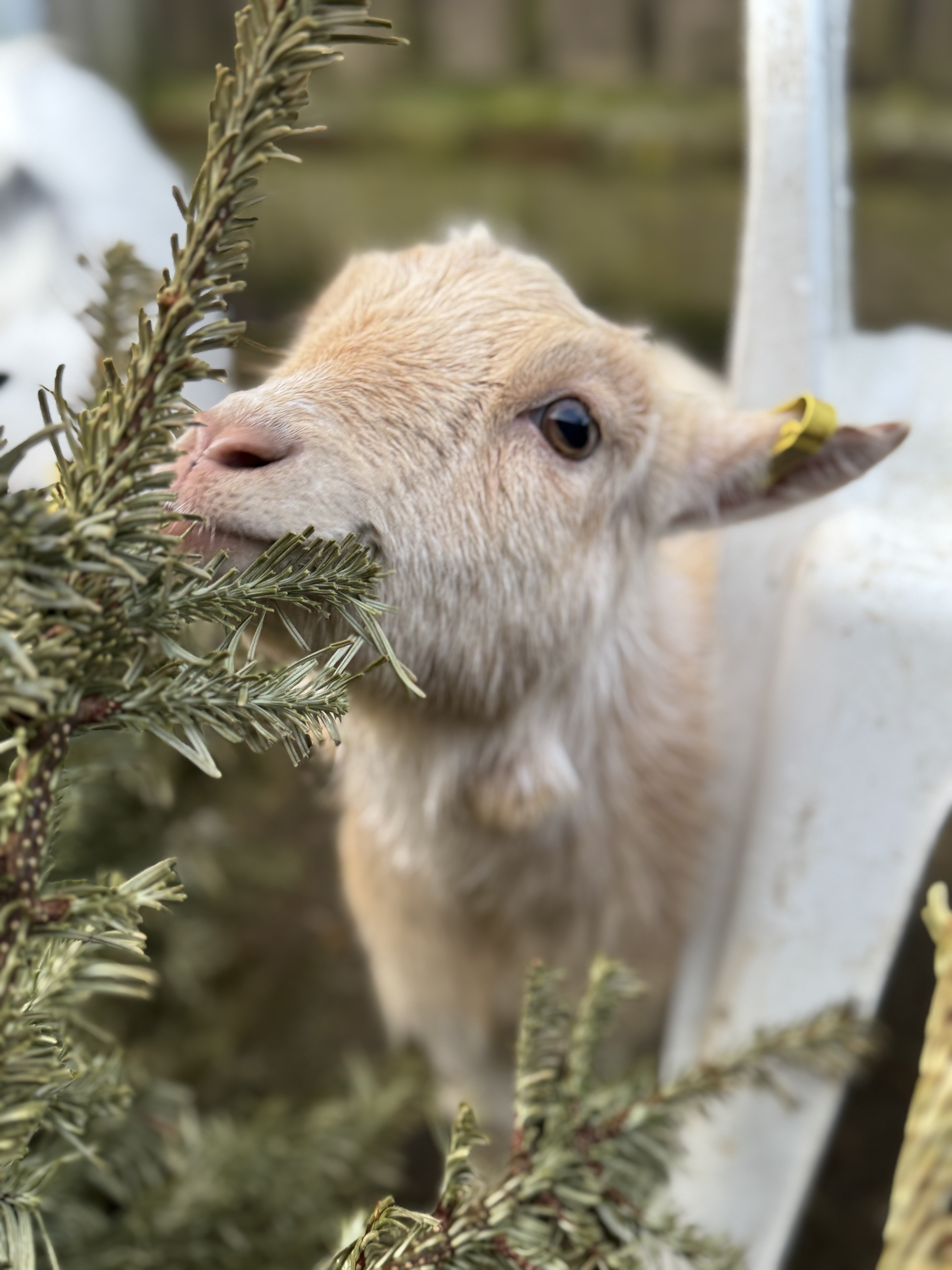 Pygmy goat eating a Christmas Tree in the New Forest.