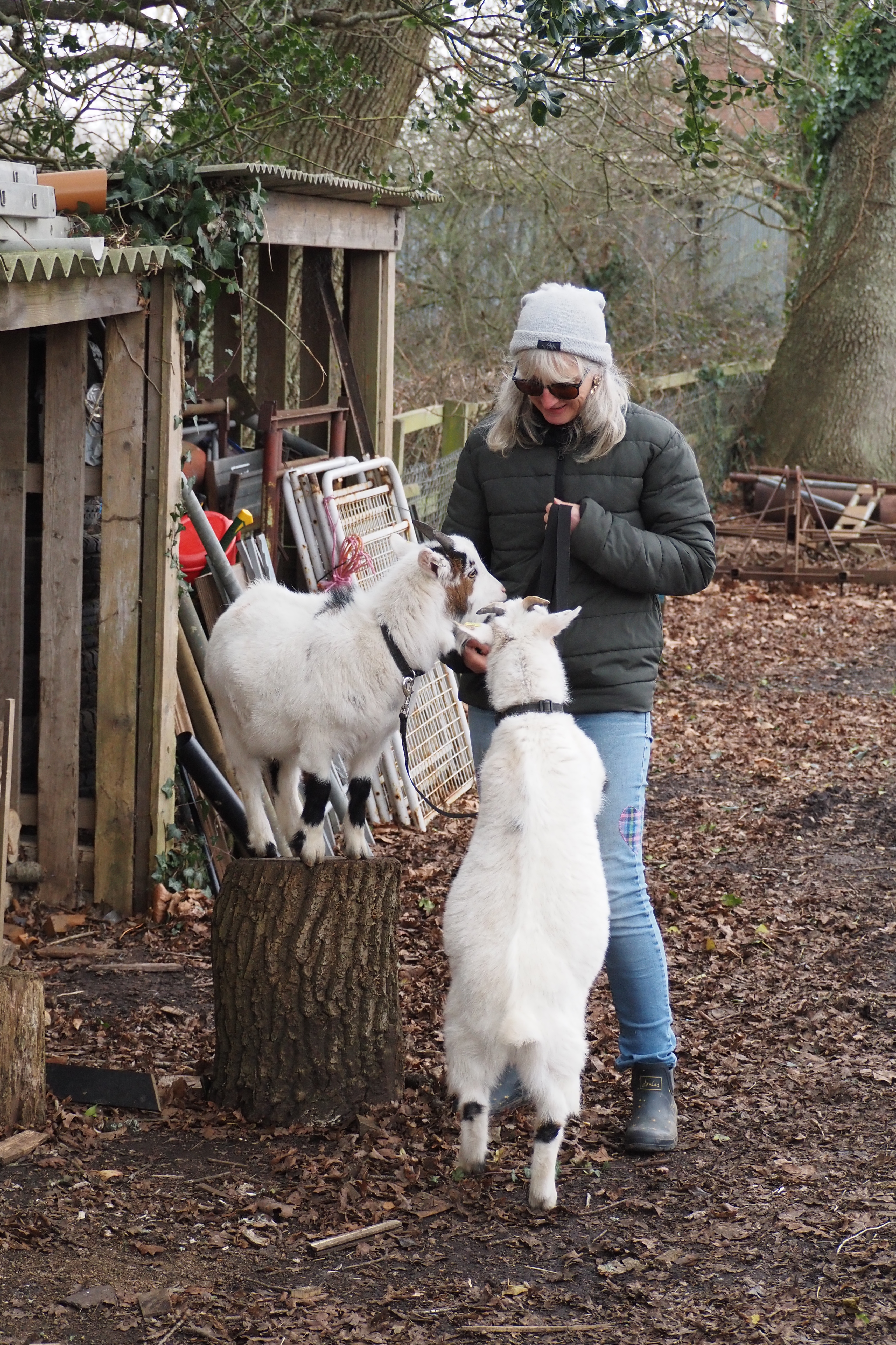 Lady feeding two pygmy goats as part of the Little Goats at Brockenhurst experience.