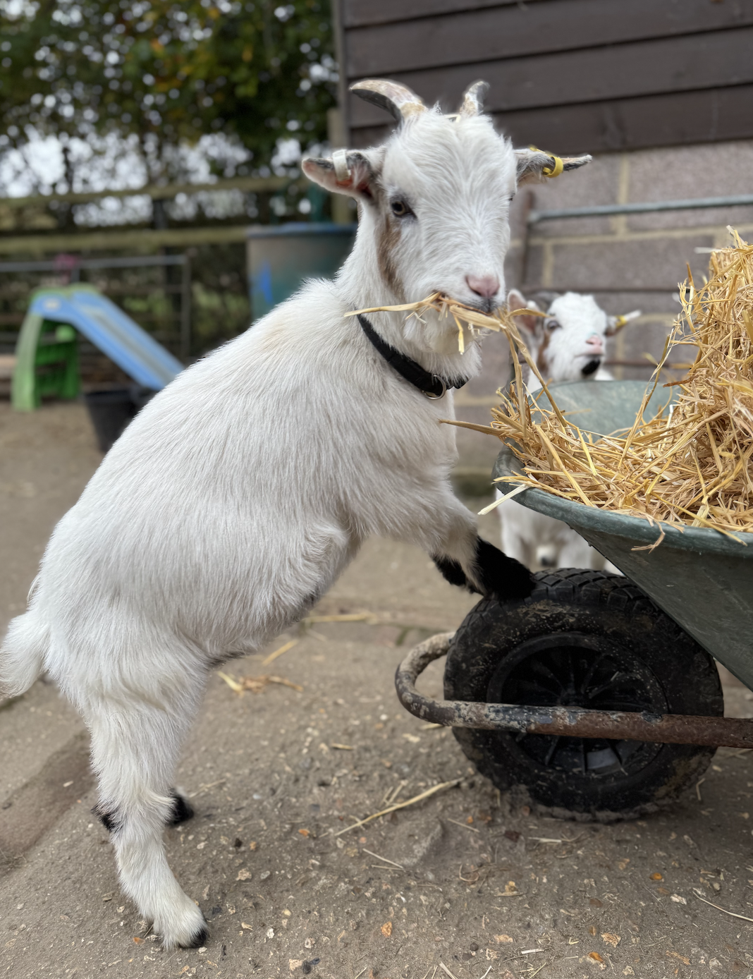 A pygmy goat named 'Ernie' at Little Goats at Brockenhurst in the New Forest National Park