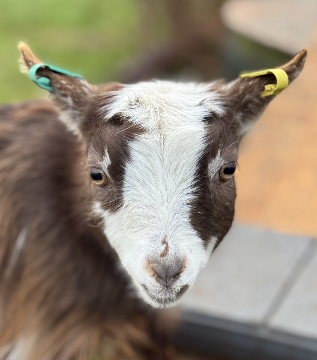 A pygmy goat named 'Belle' at Little Goats at Brockenhurst in the New Forest National Park